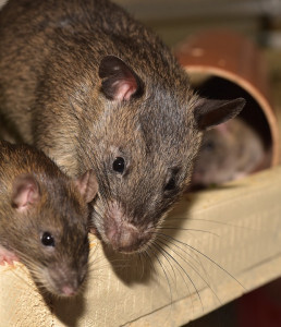 Rats